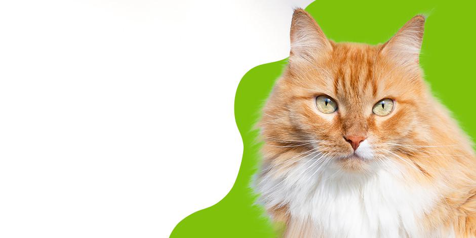 Katze