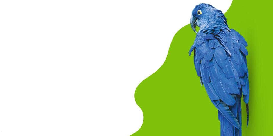 Vögel